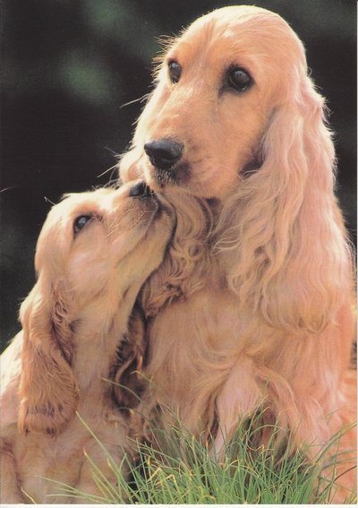 blondem