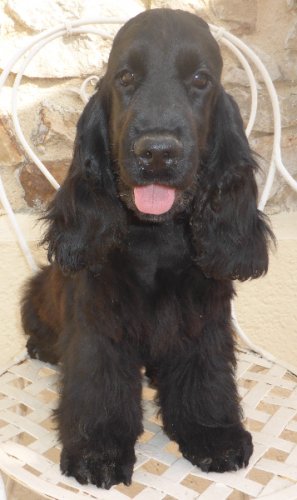 NEWMAN de la Petite Pinochère