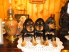 portees-biscotte-agrume-1-mois-et-demi-2009-015