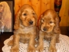 couple-agrume-1-mois-et-demi-2009-019-web