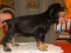 femelle-agrume-1-mois-et-demi-2009-038-web