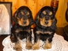males-agrume-1-mois-et-demi-2009-024-web