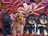 chiots