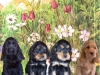 fleurs-rectifiees-chiots_0