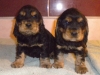chiots-agrume-1-mois-7-jours-2013-photo-3-jpg
