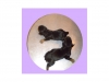 chiots-agrume-2013-1-jour