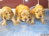 dscn1464-males-portee-2014-e-leika-1mois