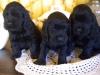 dscn1737-males-2015-1-mois-8-jours