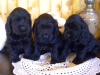 dscn1738-males-2015-1-mois-8-jours