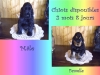 male-femelle-2-mois-8-jours