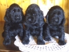 males-ellen-1-mois-et-demi-2013