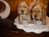 dscn1699-males-1-mois-3-jours-2014