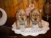 dscn1701-males-1-mois-3-jours-2014