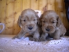 males-2017-4-semainesdscn1852-1
