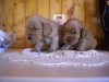 males-2017-4-semainesdscn1852-2