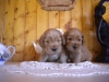 males-2017-4-semainesdscn1852-3