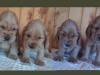 males-2018-harmony-1-mois-red