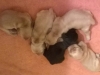 Portée à 4 jours