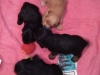 Portée LUCY à 1 MOIS 2018