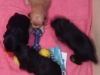 Portée LUCY à 1 MOIS 2018
