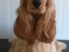 LUCY DE LA PETITE PINOCHERE