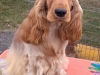 NOLINE de la Petite Pinochère