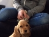 JOLIE JOY de la Petite Pinochère à 2 mois 1/2