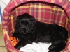 astus-photo-4