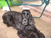 charlie-1