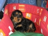 coockies-1