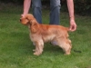 crackott-4