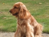 crackott-6