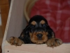 crokus-photo-3