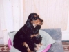 daphne-photo-2