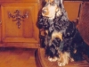 hugo-1