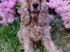 ralph