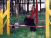 valika-flyball1