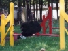 valika-flyball3