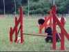 valikaagility1